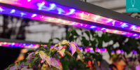 Lighting in Horticulture
